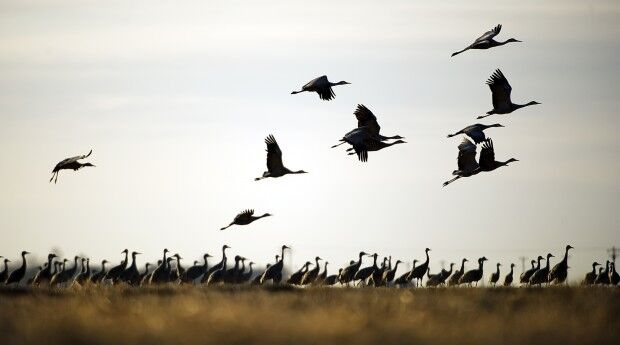 Cranes in January